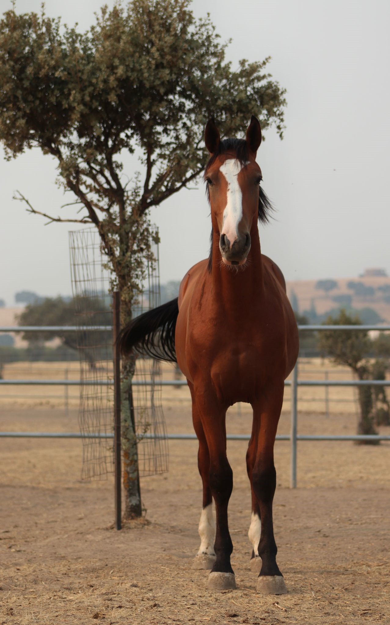 horse